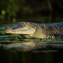 Orinoco Crocodile, Female
