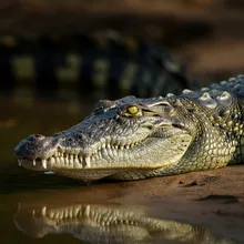 Orinoco Crocodile, Male
