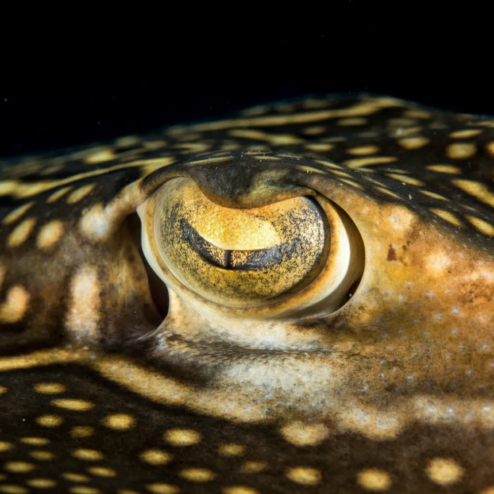 Ornate Sleeper Ray