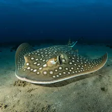 Ornate Sleeper Ray, Female