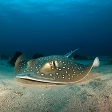 Ornate Sleeper Ray, Male