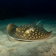 Ornate Sleeper Ray, Young
