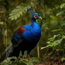 Palawan Peacock-pheasant, Male