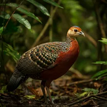 Palawan Peacock-pheasant, Young