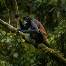 Peruvian Spider Monkey, Female