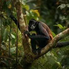 Peruvian Spider Monkey, Male