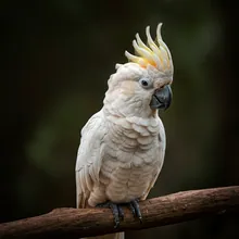 Philippine Cockatoo, Female