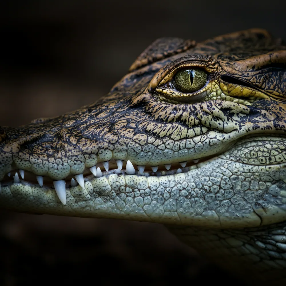 Philippine Crocodile
