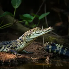 Philippine Crocodile, Young