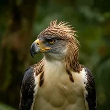 Philippine Eagle, Female