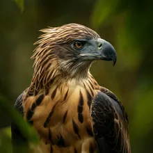 Philippine Eagle, Young