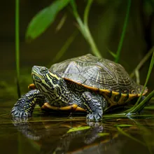 Philippine Forest Turtle, Young
