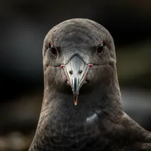 Pink-footed Shearwater, Close up