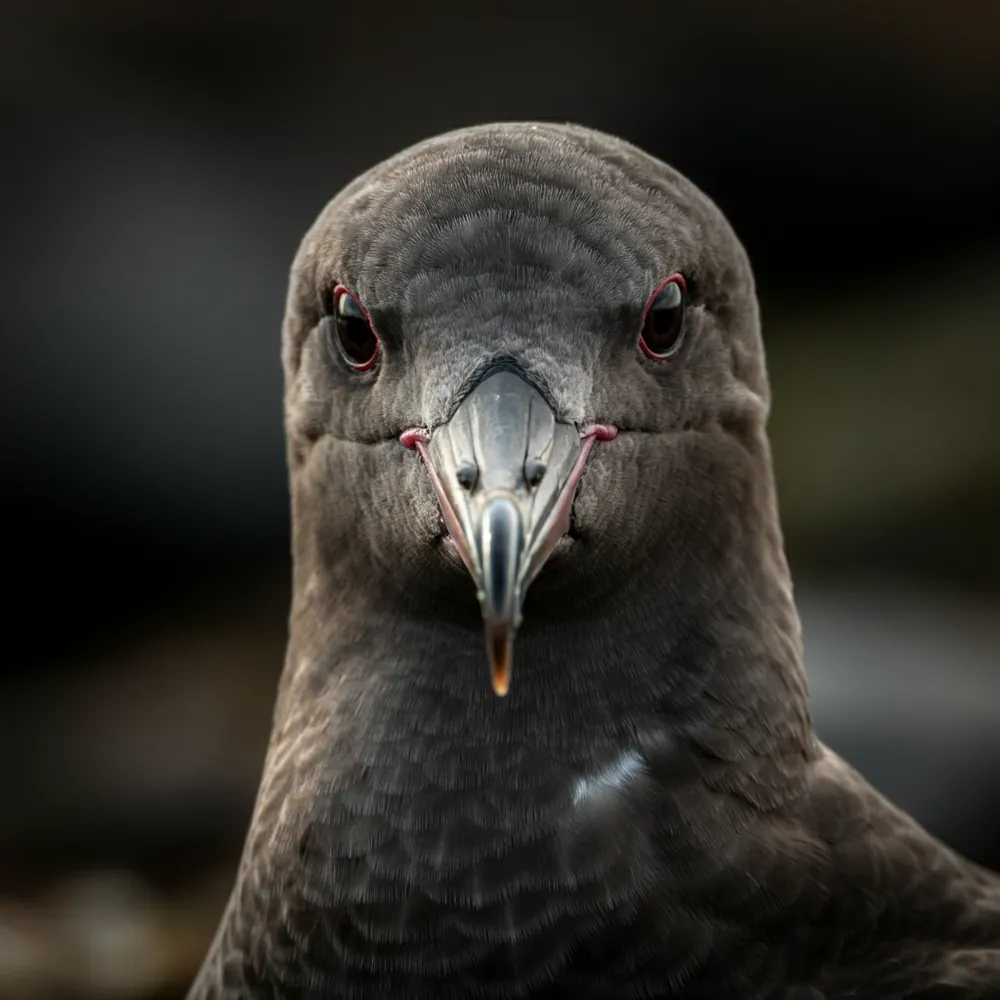 Pink-footed Shearwater