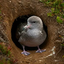 Pink-footed Shearwater, Female