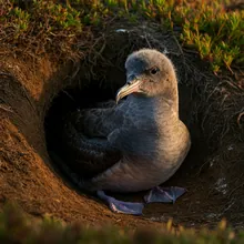 Pink-footed Shearwater, Young
