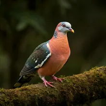 Pink Pigeon, Male