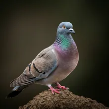 Plain Pigeon, Female