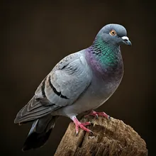 Plain Pigeon, Male