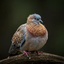 Plain Pigeon, Young