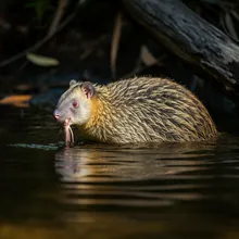 Platypus, Female