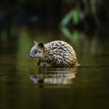 Platypus, Young