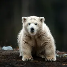 Polar Bear, Young