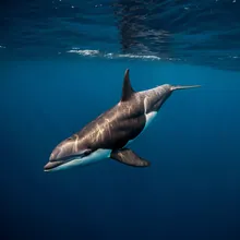 Porbeagle, Male