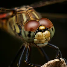 Poyang Lake Dragonfly, Close up