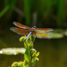 Poyang Lake Dragonfly, Female
