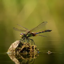 Poyang Lake Dragonfly, Male