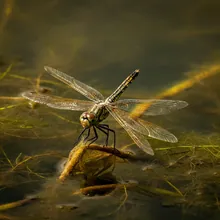 Poyang Lake Dragonfly, Young