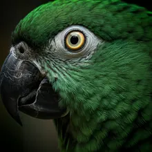 Puerto Rican Parrot, Close up