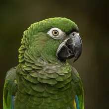 Puerto Rican Parrot, Female