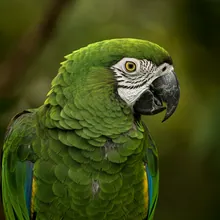 Puerto Rican Parrot, Male