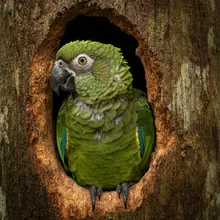 Puerto Rican Parrot, Young