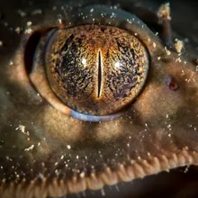 Pygmy Devilray, Close up
