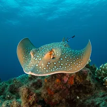 Pygmy Devilray, Female