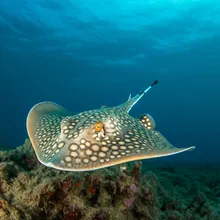 Pygmy Devilray, Young