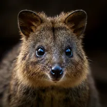 Quokka, Close up
