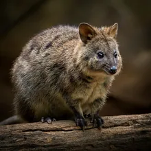 Quokka, Female