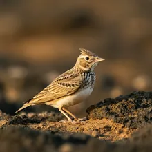 Razo Lark, Young