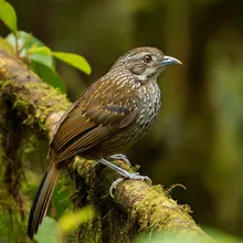 Recurve-billed Bushbird, Female