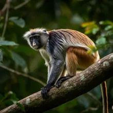 Red Colobus Monkey, Young