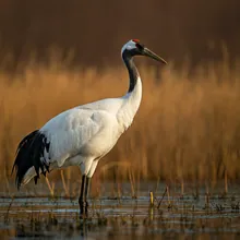 Red-crowned Crane, Female