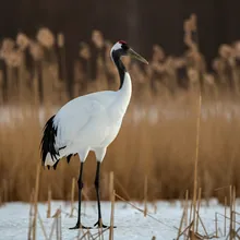 Red-crowned Crane, Male
