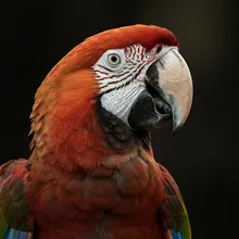 Red-fronted Macaw, Female