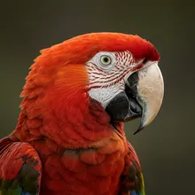 Red-fronted Macaw, Male