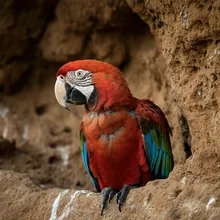 Red-fronted Macaw, Young