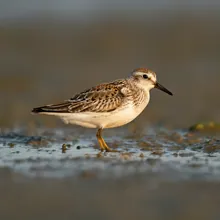 Red Knot, Female